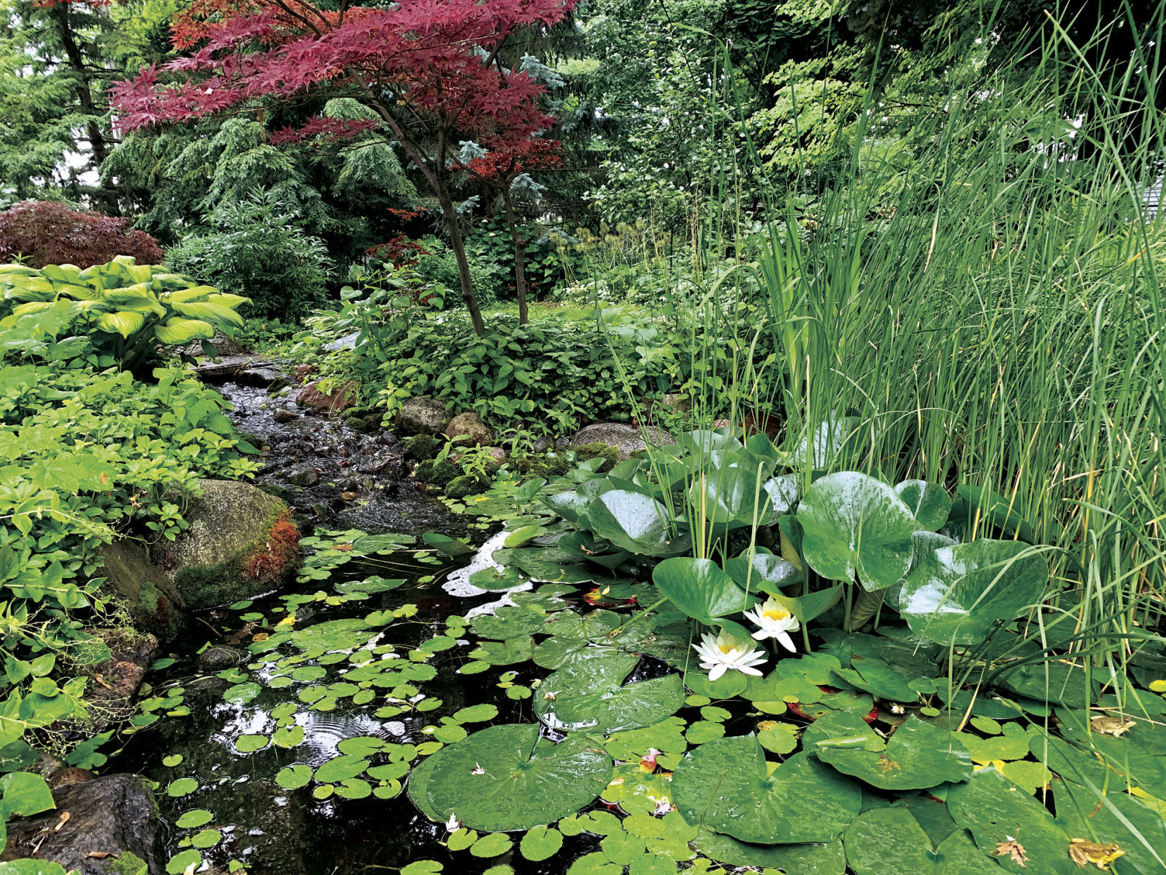 Tranquil yard